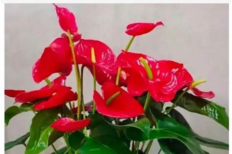 红掌冬天怎么去养护