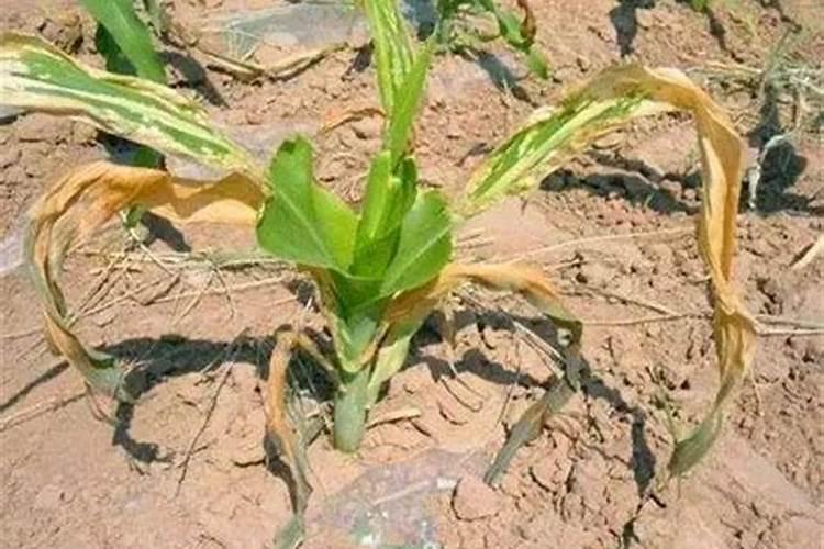 肥料中的缩二脲对作物有影响吗？