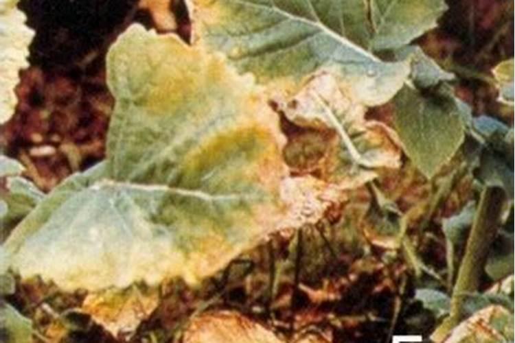 油菜缺镁症状