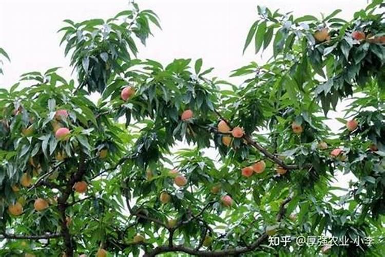 海藻肥13527的使用方法