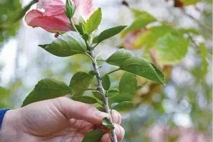 扶桑花管理方法 怎么修剪施肥好