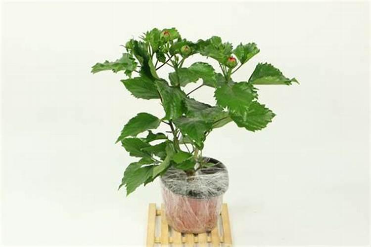 扶桑花管理方法 怎么修剪施肥好