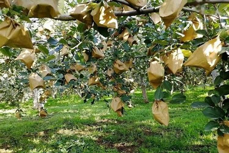 蝴蝶兰拿海苔装盘满了好还是不满好