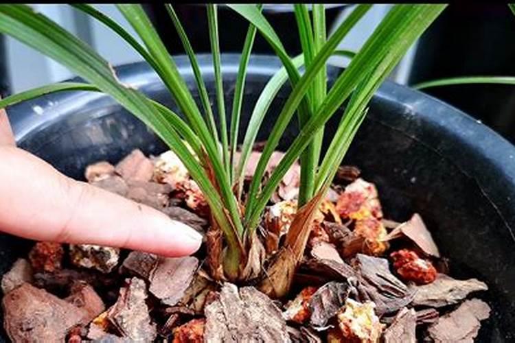 兰花要多久服盆