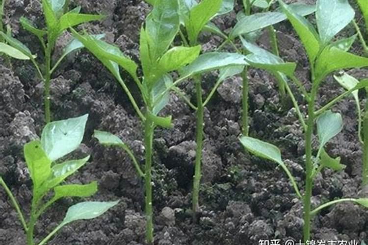 辣椒追肥什么时候合适