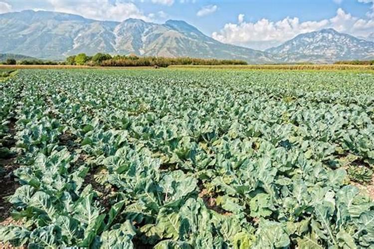 镁肥都有哪些效果？镁肥怎么施用呢？