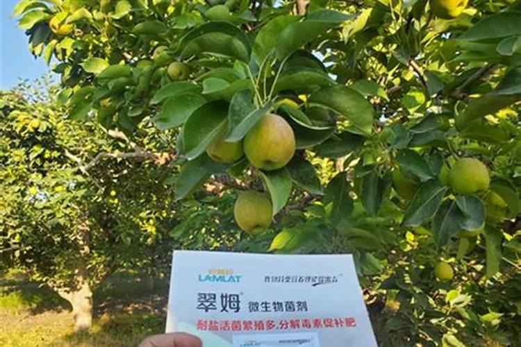南果梨幼果期使用丙硫菌唑出现黑圈