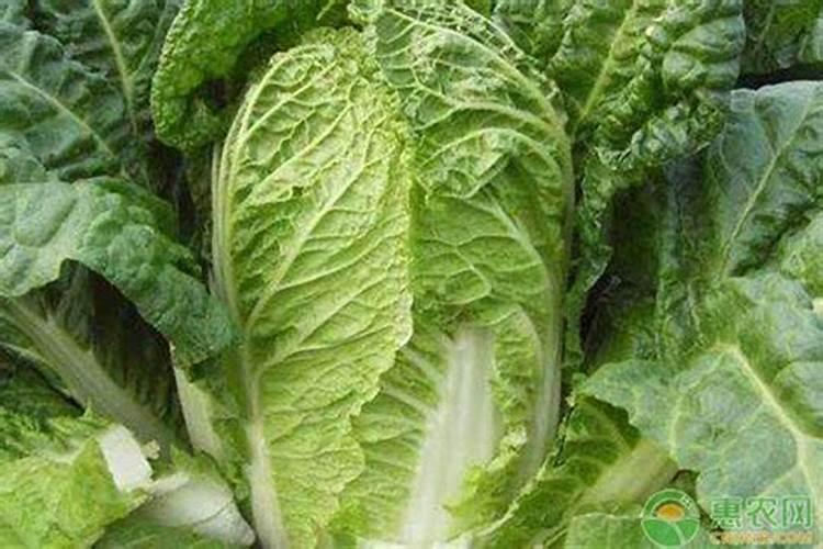 用什么办法能让白菜快速包心 用什么办法能让白菜快速包心啊