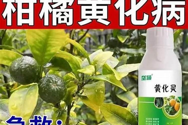 柑橘结果期上什么肥料好？柑橘挂果期用哪些肥料好？