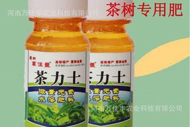 茶叶叶面肥用什么最好