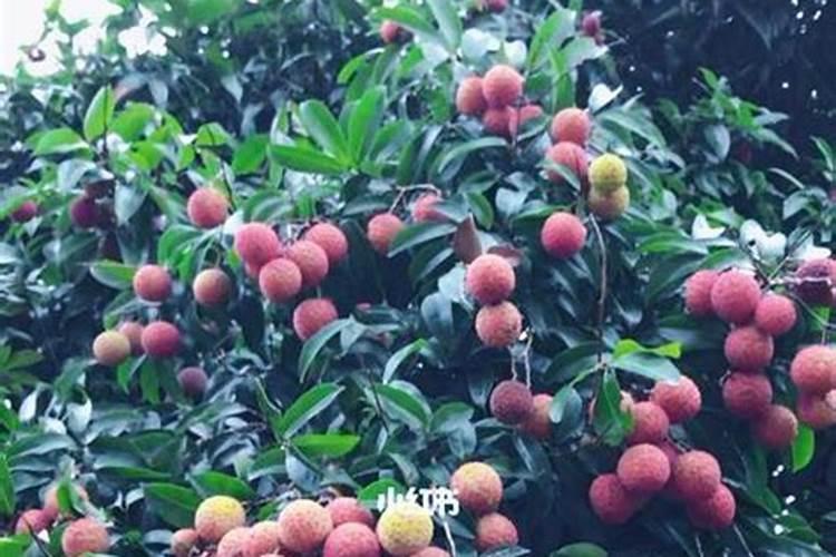 钾肥价格多少钱一吨