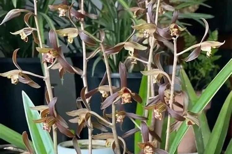 兰花的根要怎么养才会健康