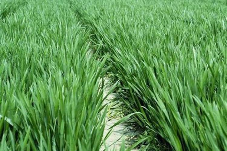 小麦返青用尿素好还是复合肥好