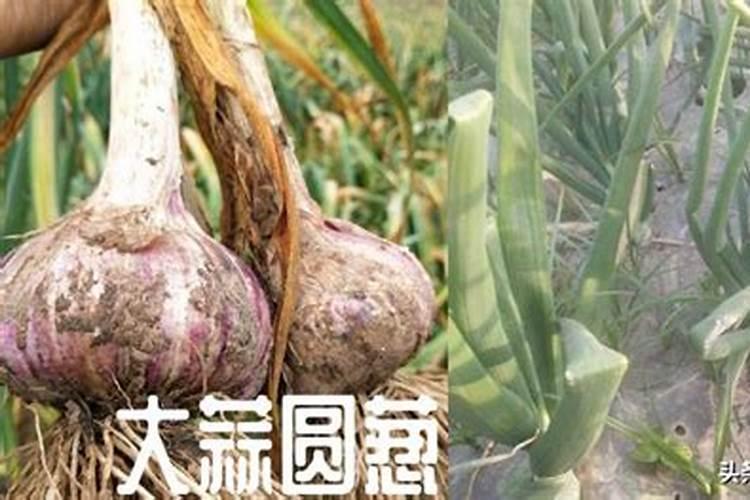 果树用哪类肥料能使果子呈现又大又甜的状态？