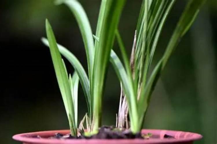 蝴蝶兰开花期间如何施肥