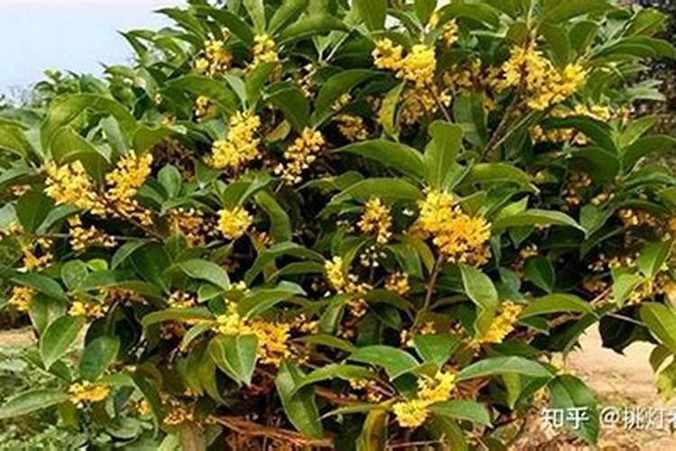 硝酸磷钾肥的缺点与优点