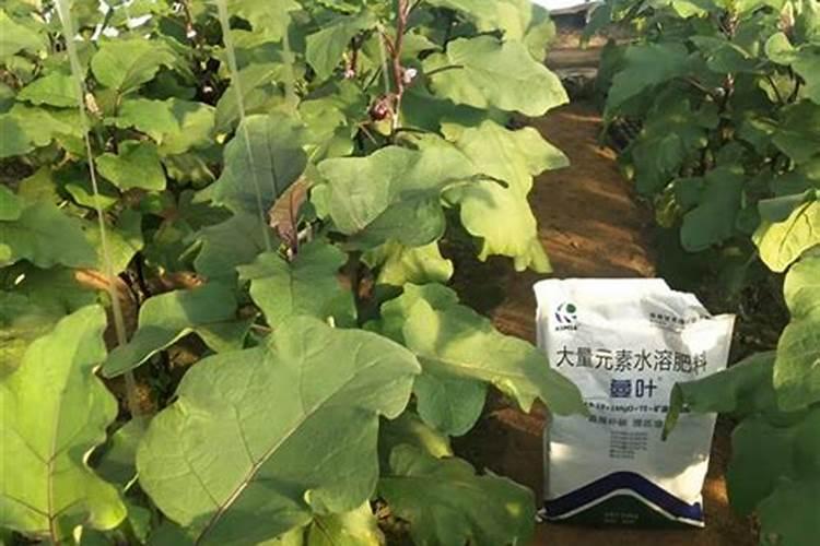 金大地有液体肥料吗