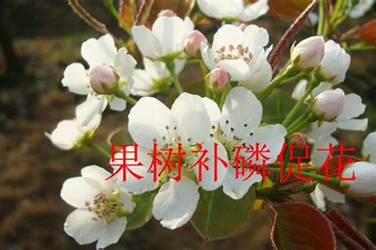 冬珊瑚的养殖方法和注意事项