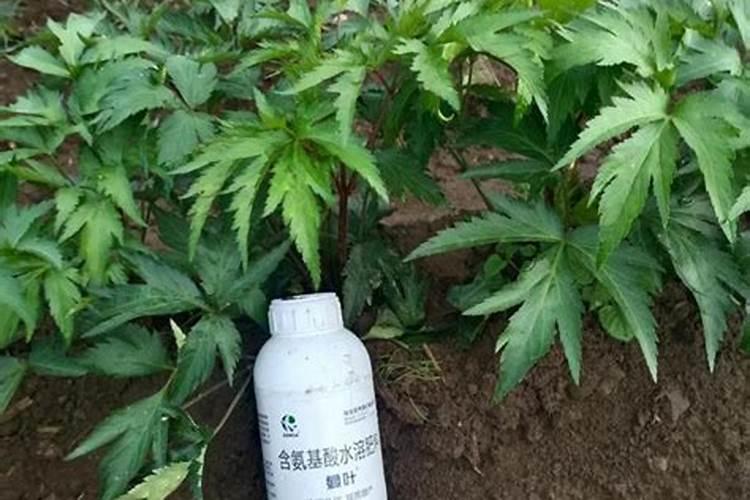 种植速生桉施什么肥料最好？