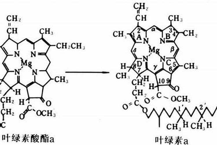 叶绿素中含N吗？