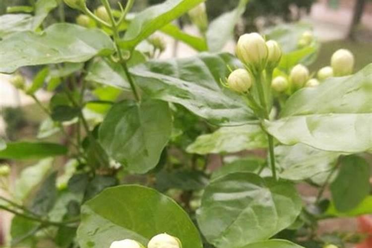 我的茉莉花施了一些花肥,但叶子还是黄黄的,不过开了很多花,要怎么办才...