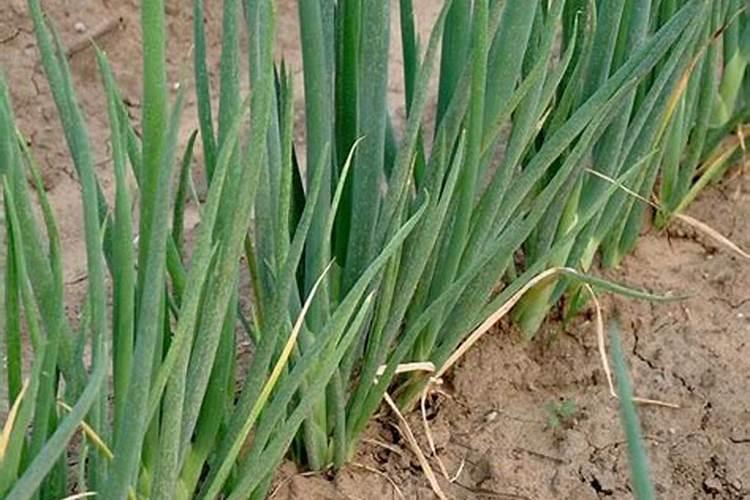 中国最好的硅肥生产企业有哪些？推荐几家,我想代理硅肥