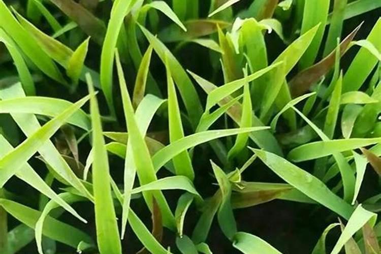 水稻叶子发黑是什么原因？