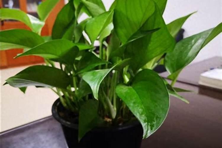 糖醇钙冲施一亩地用多少