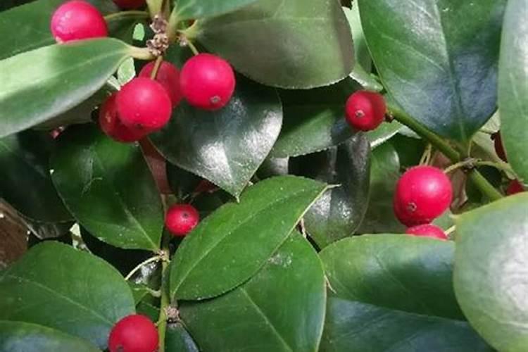 请教个位高手冬红果怎么样管理才能硕果累累？