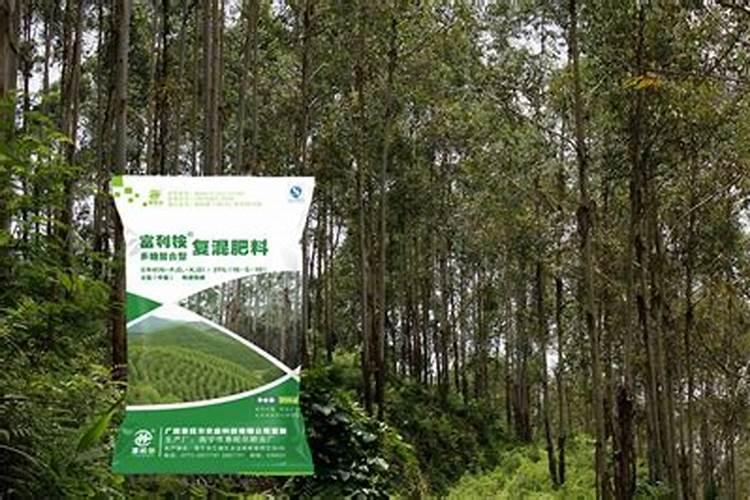 种植速生桉施什么肥料最好？