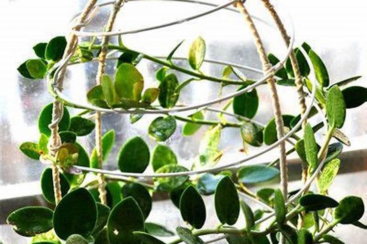 市场上卖有氮磷钾配方养花的肥料吗