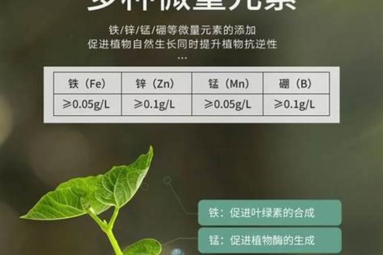 五得利面粉加硼砂是真的吗