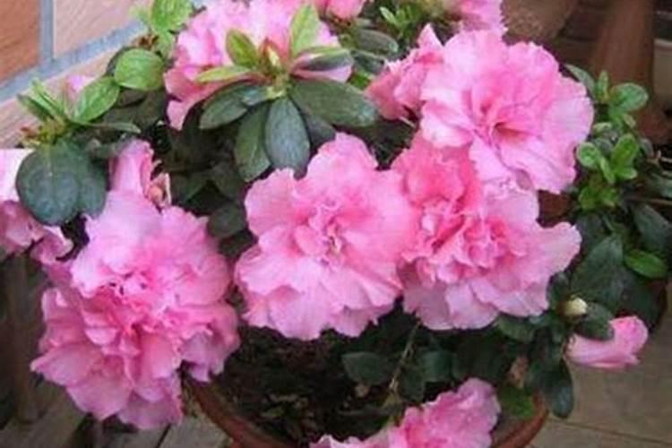 怎么给杜鹃花换土施肥