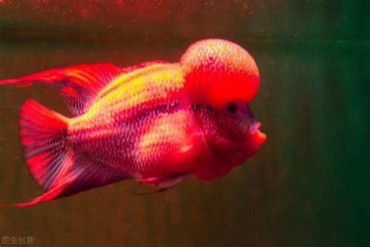 水溶肥相比于传统肥料有哪些优缺点？