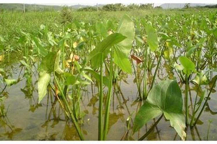 施可丰生产的颗粒硼有≥10%的吗？