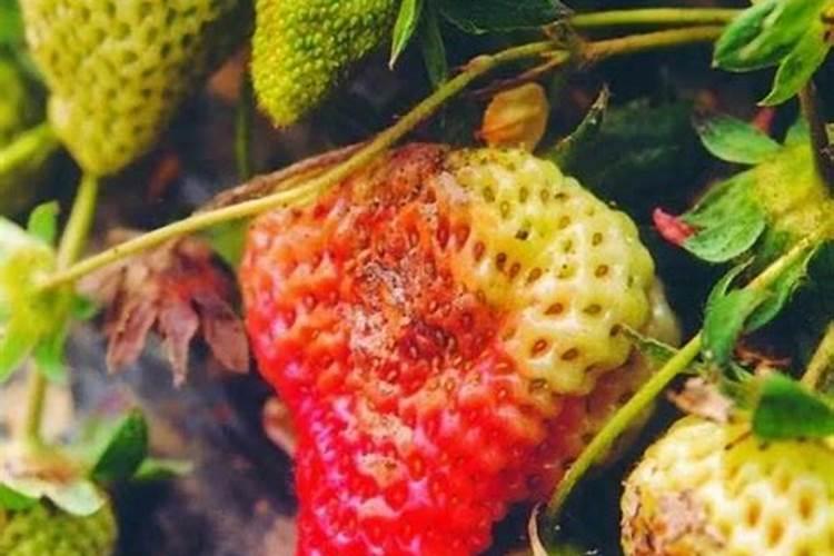 草莓种植钾肥过高的坏处？怎么调？