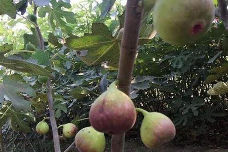 无花果树施什么肥合适