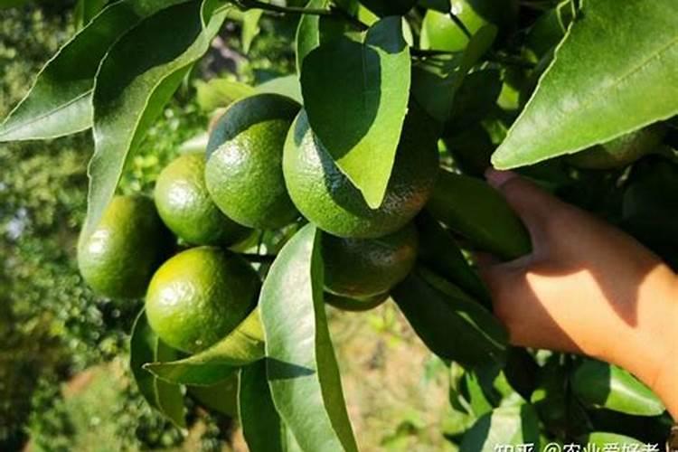 热情果冬季开花挂果用什么肥