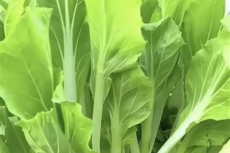 白菜苔施什么肥料粗壮好