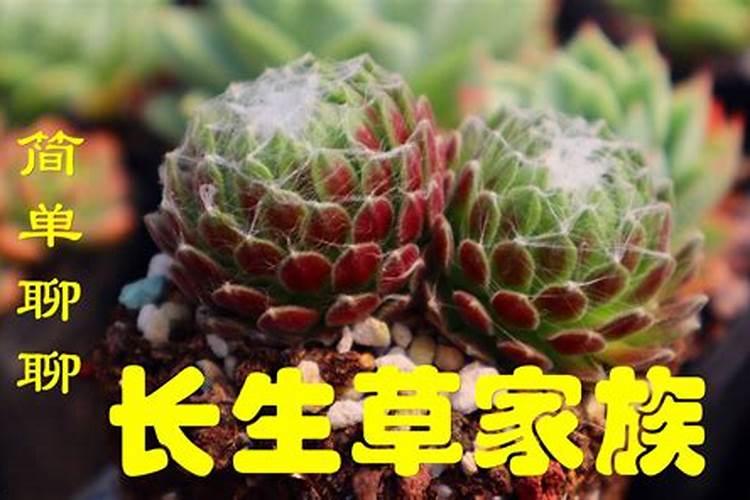 多肉植物长生草怎么养