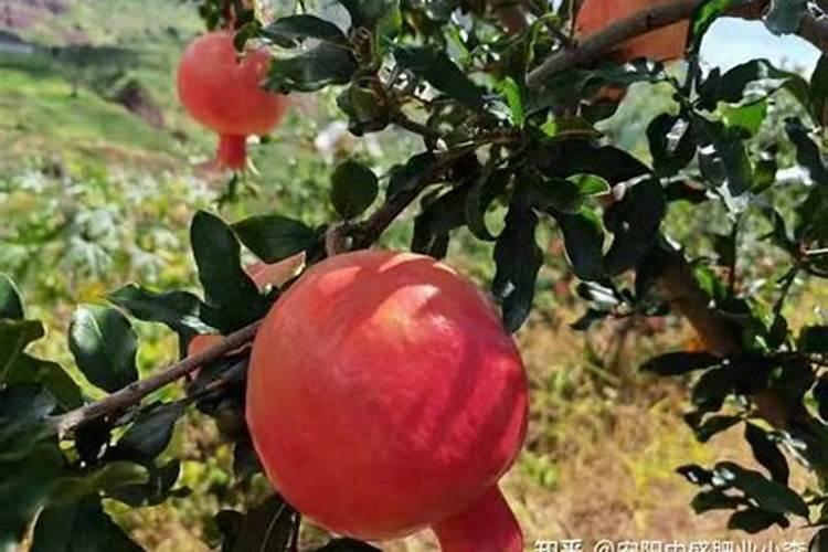 施什么肥让石榴开花