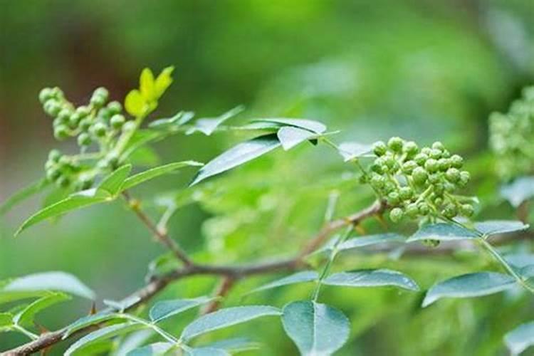 花椒叶面肥多久打好