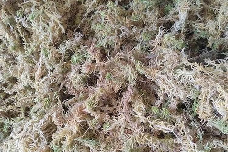 海花草怎样种植、海花草价格