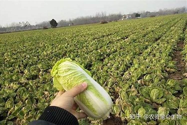 大棚小黄瓜刚晴天可以浇钙肥吗？
