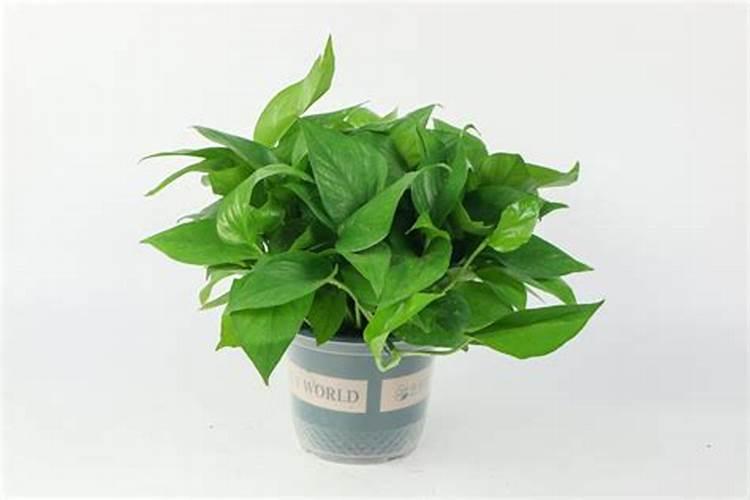 养花可以用硫酸钾型复合肥吗？硫酸钾型复合肥如何使用养花