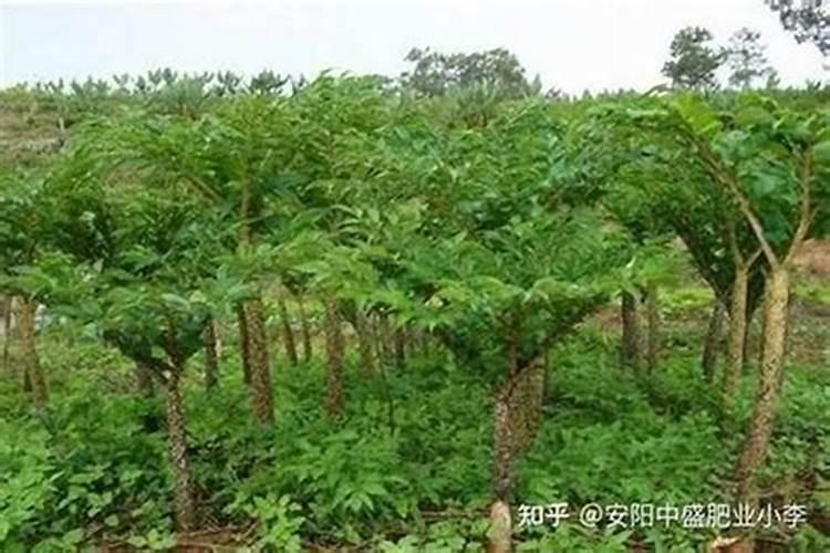 富硒叶面肥哪个厂家好