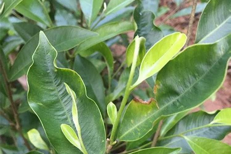 种植一年奇楠沉香树可以喷叶面肥吗