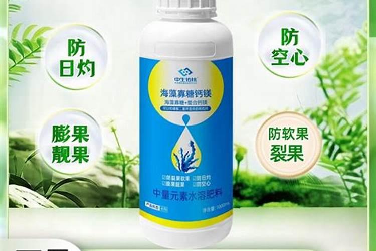 板栗树施肥管理