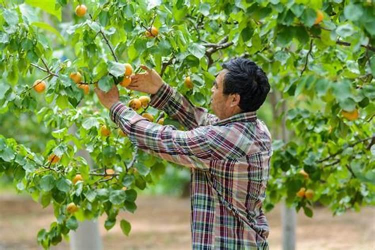 苹果树施钙在什么时间最佳