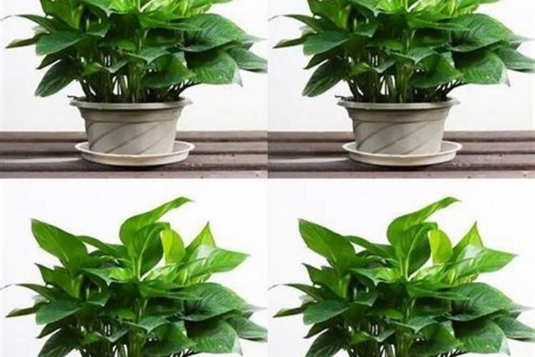 海棠几天浇一次水 海棠几天浇一次水比较合适